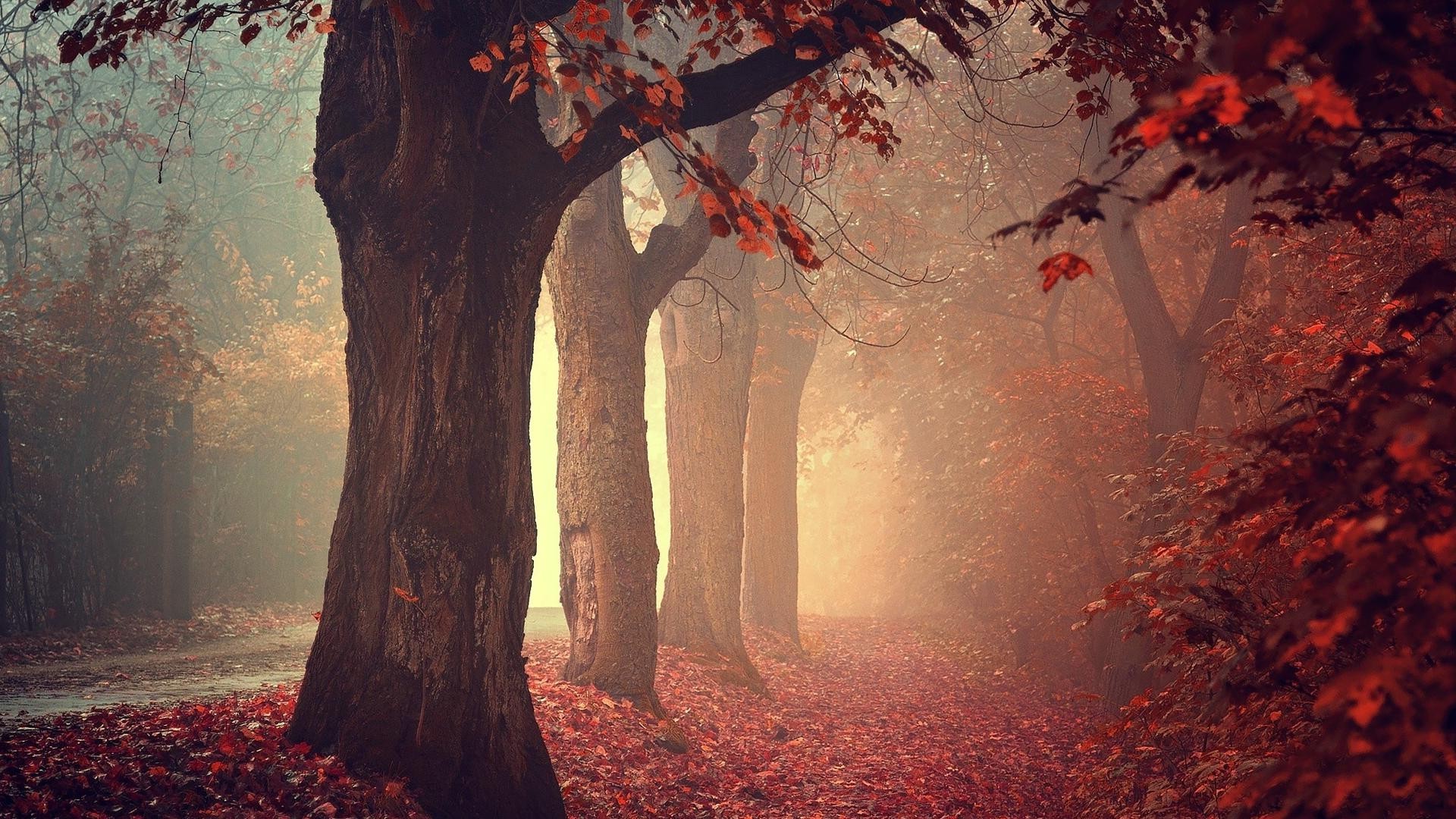 fall, Mist, Trees, Nature, Leaves, Forest Wallpaper