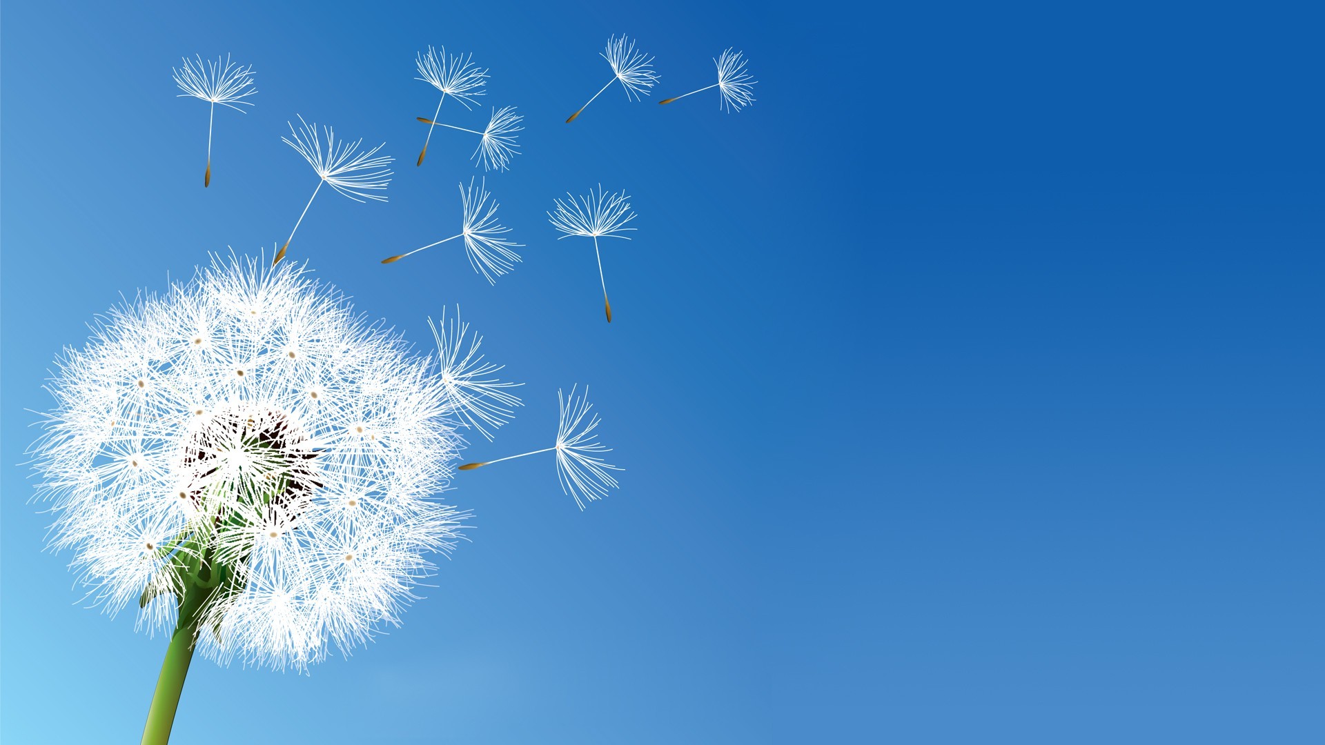 nature, Flowers, Dandelion, Clear Sky Wallpaper