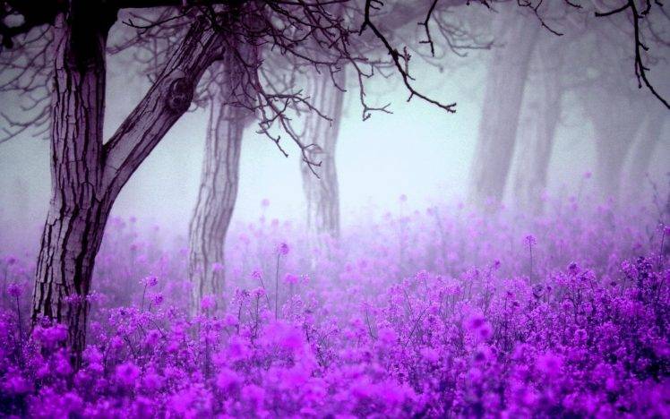 flowers, Trees, Mist, Nature HD Wallpaper Desktop Background
