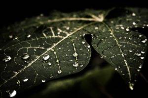 water Drops, Leaves, Nature, Macro, Dark