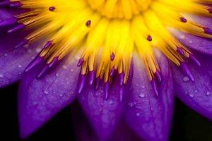 purple, Water Drops, Lilies, Flowers