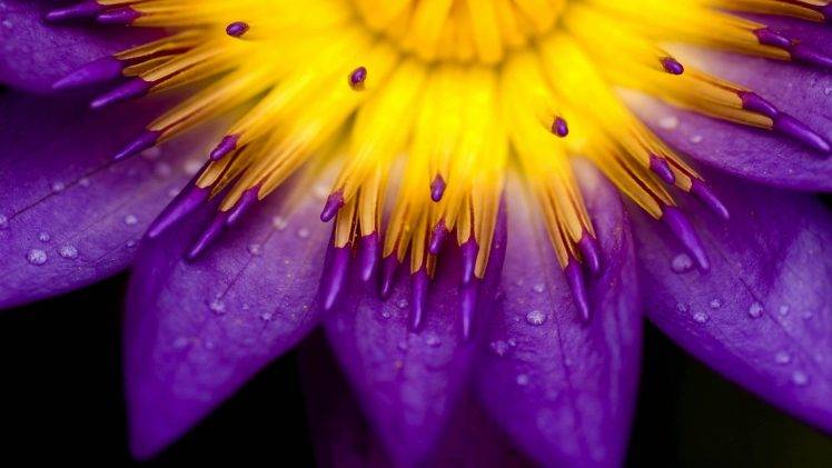 purple, Water Drops, Lilies, Flowers HD Wallpaper Desktop Background