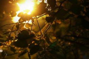 sunlight, Nature, Branch, Trees, Leaves
