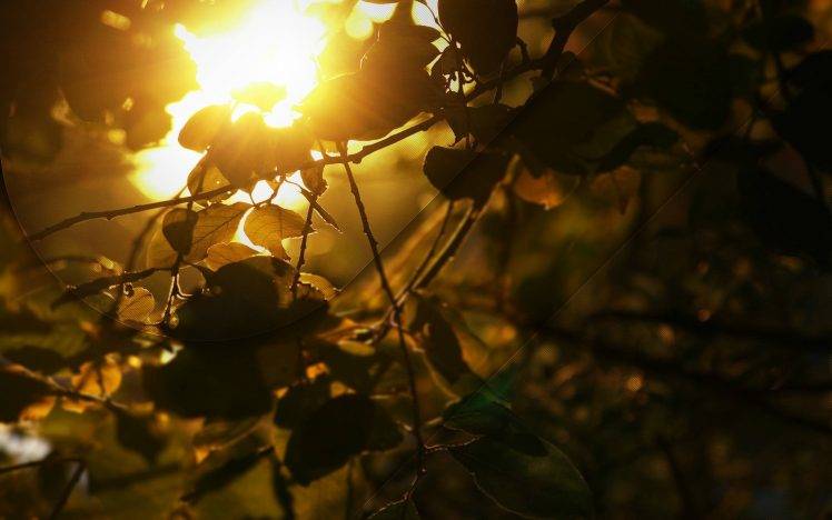 sunlight, Nature, Branch, Trees, Leaves HD Wallpaper Desktop Background