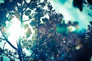 sunlight, Sun Rays, Bokeh, Trees, Branch, Nature