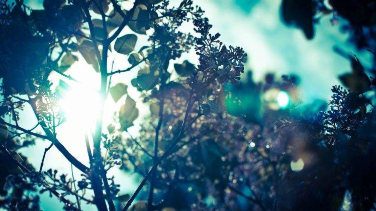 sunlight, Sun Rays, Bokeh, Trees, Branch, Nature HD Wallpaper Desktop Background