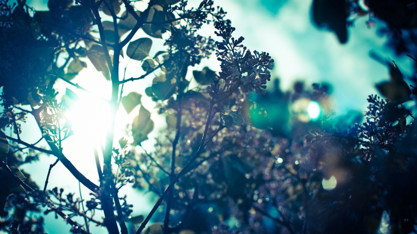 sunlight, Sun Rays, Bokeh, Trees, Branch, Nature Wallpaper