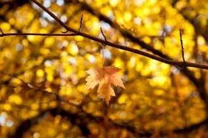 yellow, Leaves, Bokeh, Fall, Nature