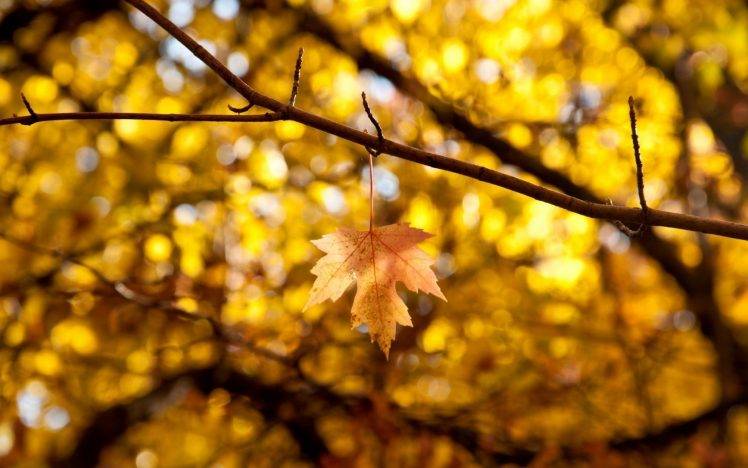 yellow, Leaves, Bokeh, Fall, Nature HD Wallpaper Desktop Background