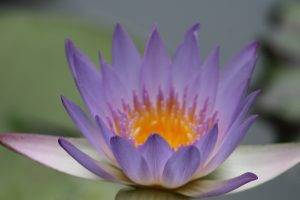 lotus Flowers, Nature, Flowers, Purple Flowers
