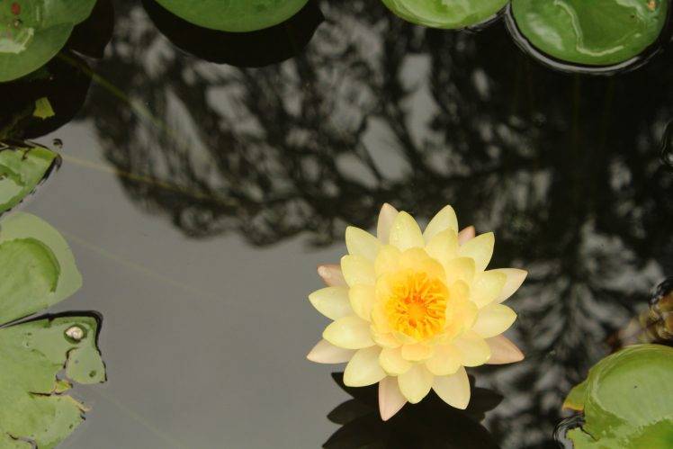 lotus Flowers, Orange Flowers, Yellow Flowers, Nature, Water HD Wallpaper Desktop Background