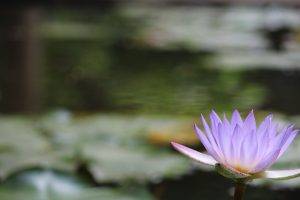 lotus Flowers, Water, Blurred, Flowers, Purple Flowers