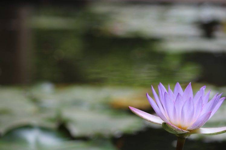 lotus Flowers, Water, Blurred, Flowers, Purple Flowers HD Wallpaper Desktop Background