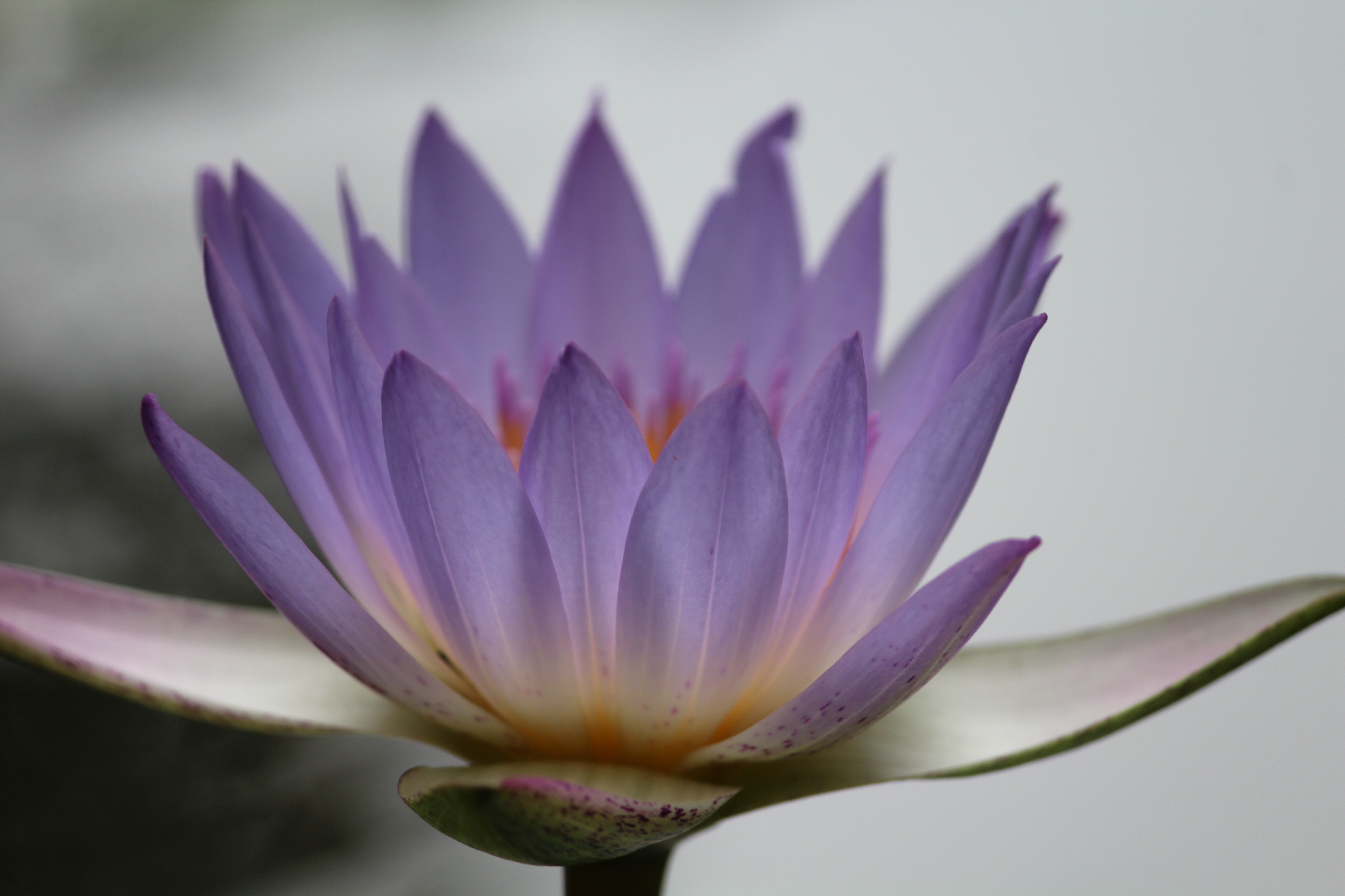 blurred, Nature, Flowers, Purple Flowers Wallpapers HD / Desktop and ...