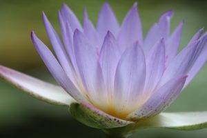 lotus Flowers, Flowers, Blurred, Nature, Water