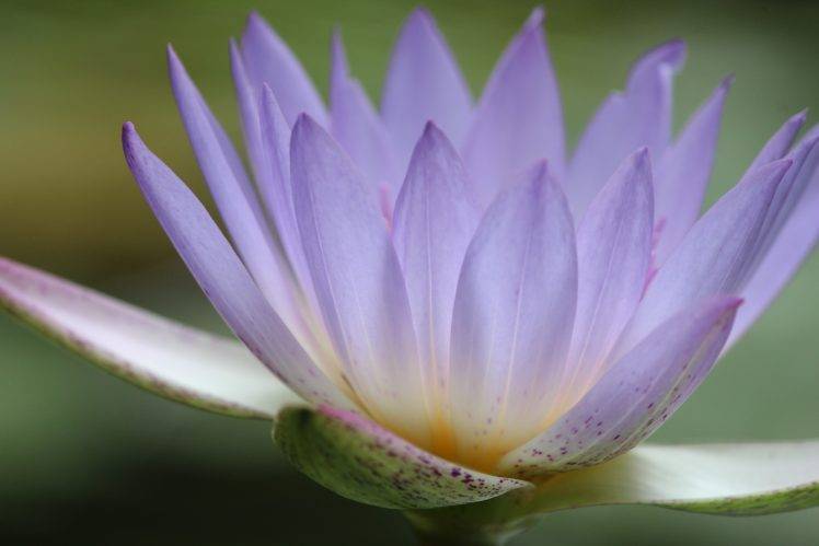 lotus Flowers, Flowers, Blurred, Nature, Water HD Wallpaper Desktop Background