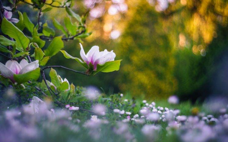 nature, Flowers, Plants, Depth Of Field, Bokeh HD Wallpaper Desktop Background