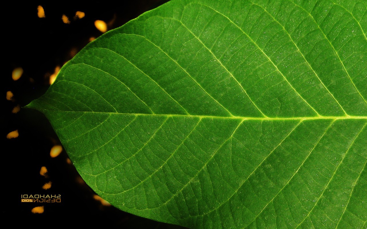 leaves, Nature, Macro Wallpaper