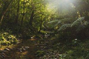 sunlight, Nature, Forest, Jungles, Stream
