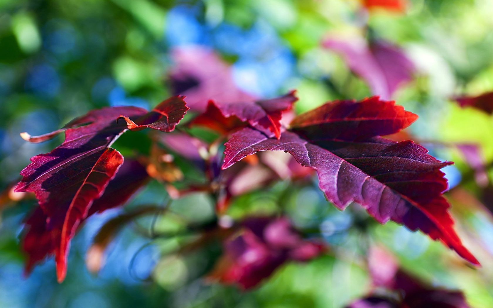 plants, Nature, Leaves, Depth Of Field Wallpaper