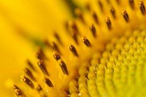 nature, Plants, Macro, Depth Of Field, Flowers, Sunflowers, Yellow, Yellow Flowers, Water Drops, Pollen