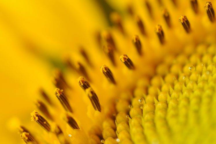 nature, Plants, Macro, Depth Of Field, Flowers, Sunflowers, Yellow, Yellow Flowers, Water Drops, Pollen HD Wallpaper Desktop Background