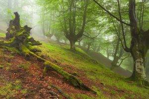 nature, Trees, Forest, Leaves, Branch, Mist, Hill, Grass, Dead Trees, Moss