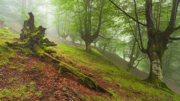 nature, Trees, Forest, Leaves, Branch, Mist, Hill, Grass, Dead Trees, Moss HD Wallpaper Desktop Background
