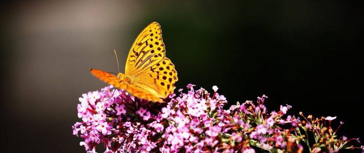 butterfly, Flowers, Yellow HD Wallpaper Desktop Background