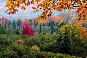 nature, Trees, Forest, Leaves, Fall, Branch, Pine Trees, Colorful, Hill