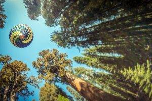 nature, Trees, Forest, Leaves, Hot Air Balloons, Pine Trees, Sky, Worms Eye View, Depth Of Field
