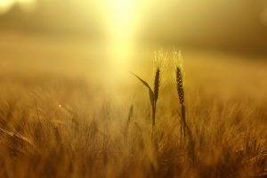 wheat, Plants, Nature, Field, Depth Of Field, Yellow, Spikelets, Sunlight