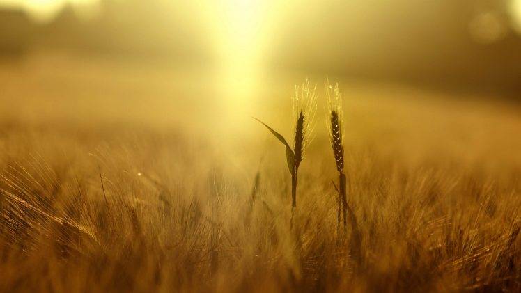 wheat, Plants, Nature, Field, Depth Of Field, Yellow, Spikelets, Sunlight HD Wallpaper Desktop Background