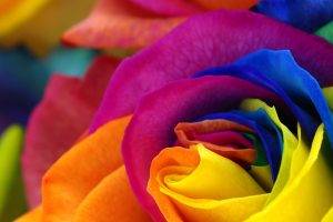 flowers, Colorful, Petals, Photo Manipulation