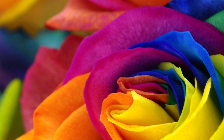 flowers, Colorful, Petals, Photo Manipulation HD Wallpaper Desktop Background