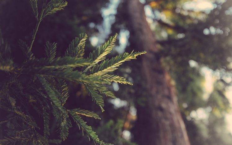 macro, Trees, Leaves, Nature, Sunlight, Depth Of Field, Conifer HD Wallpaper Desktop Background