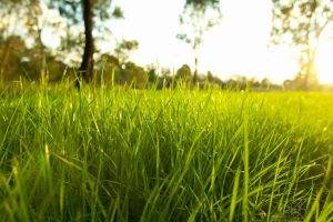 nature, Grass, Sunlight, Macro, Depth Of Field, Plants