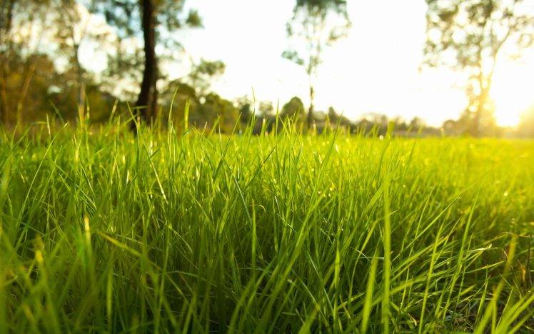 nature, Grass, Sunlight, Macro, Depth Of Field, Plants HD Wallpaper Desktop Background