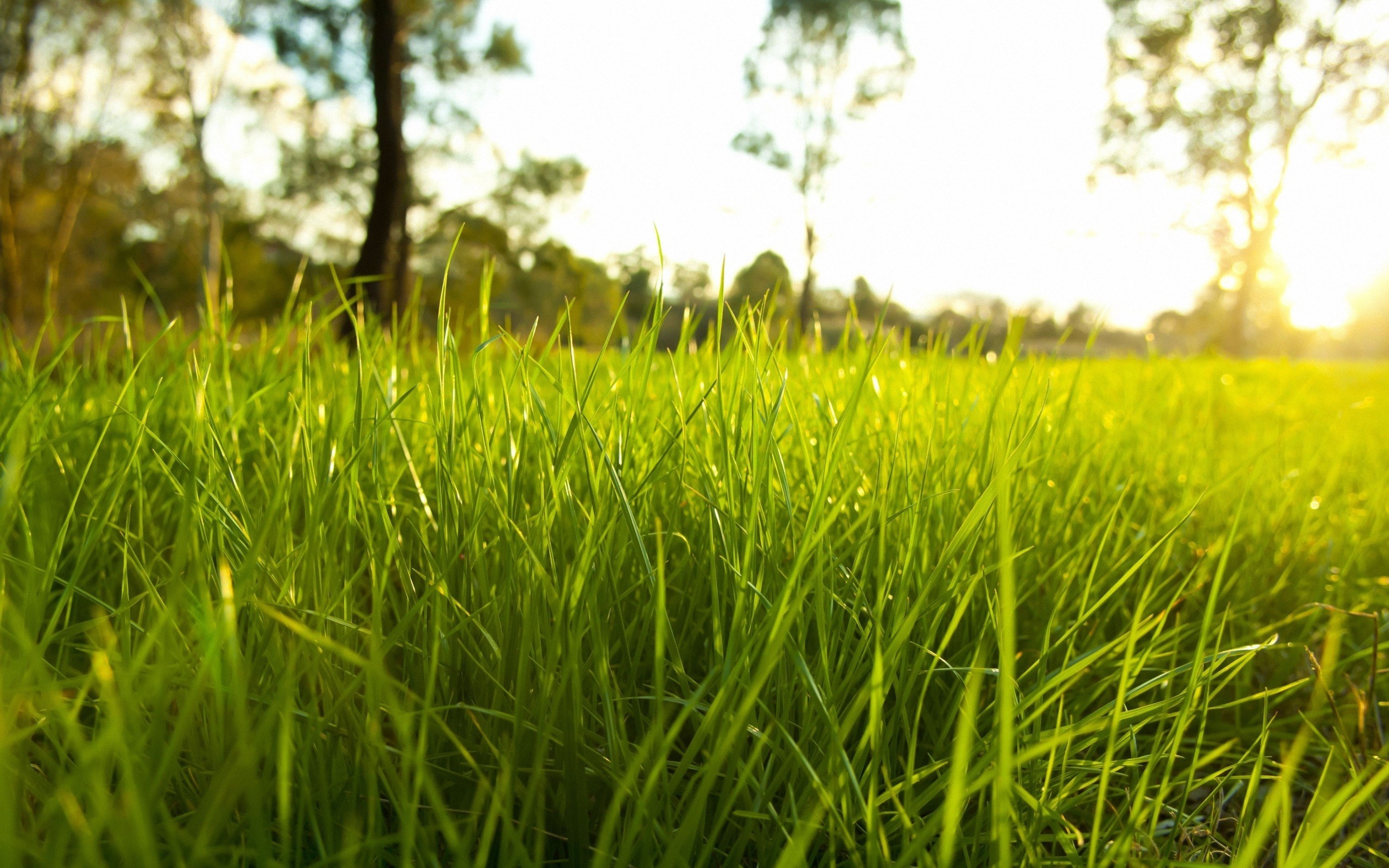 nature, Grass, Sunlight, Macro, Depth Of Field, Plants Wallpapers HD