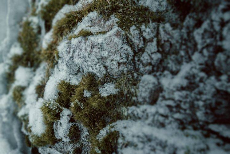 nature, Grass, Snow, Macro HD Wallpaper Desktop Background