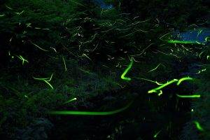 fireflies, Forest, Nature