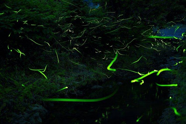 fireflies, Forest, Nature HD Wallpaper Desktop Background