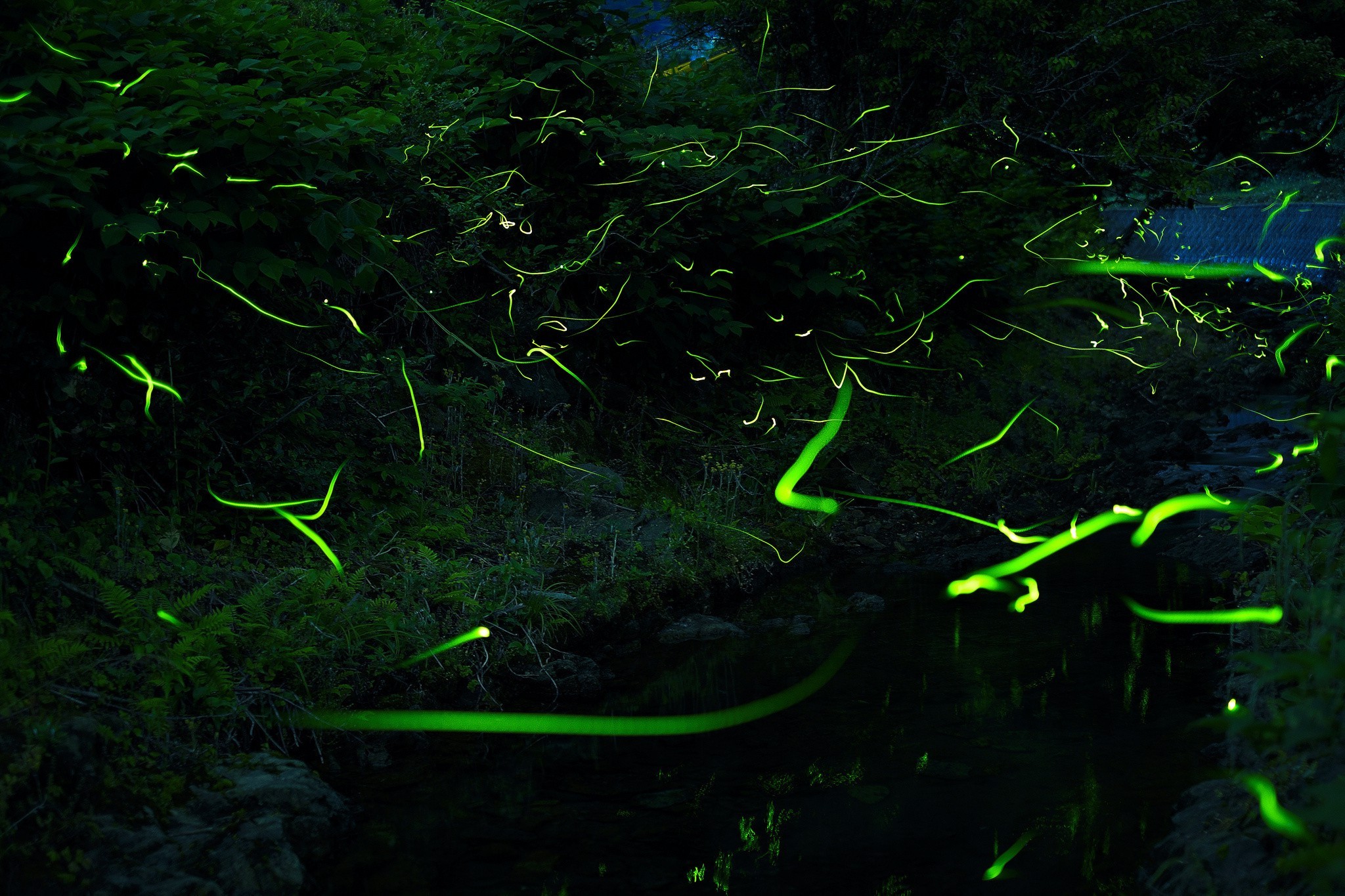 fireflies, Forest, Nature Wallpaper