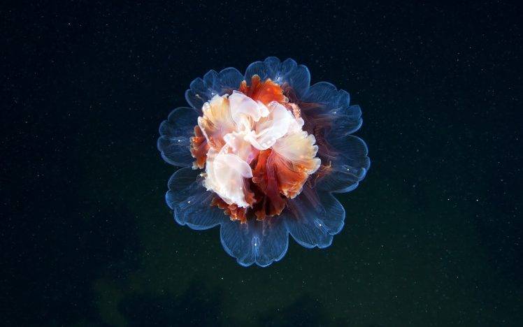 photography, Nature, Flowers, Jellyfish HD Wallpaper Desktop Background