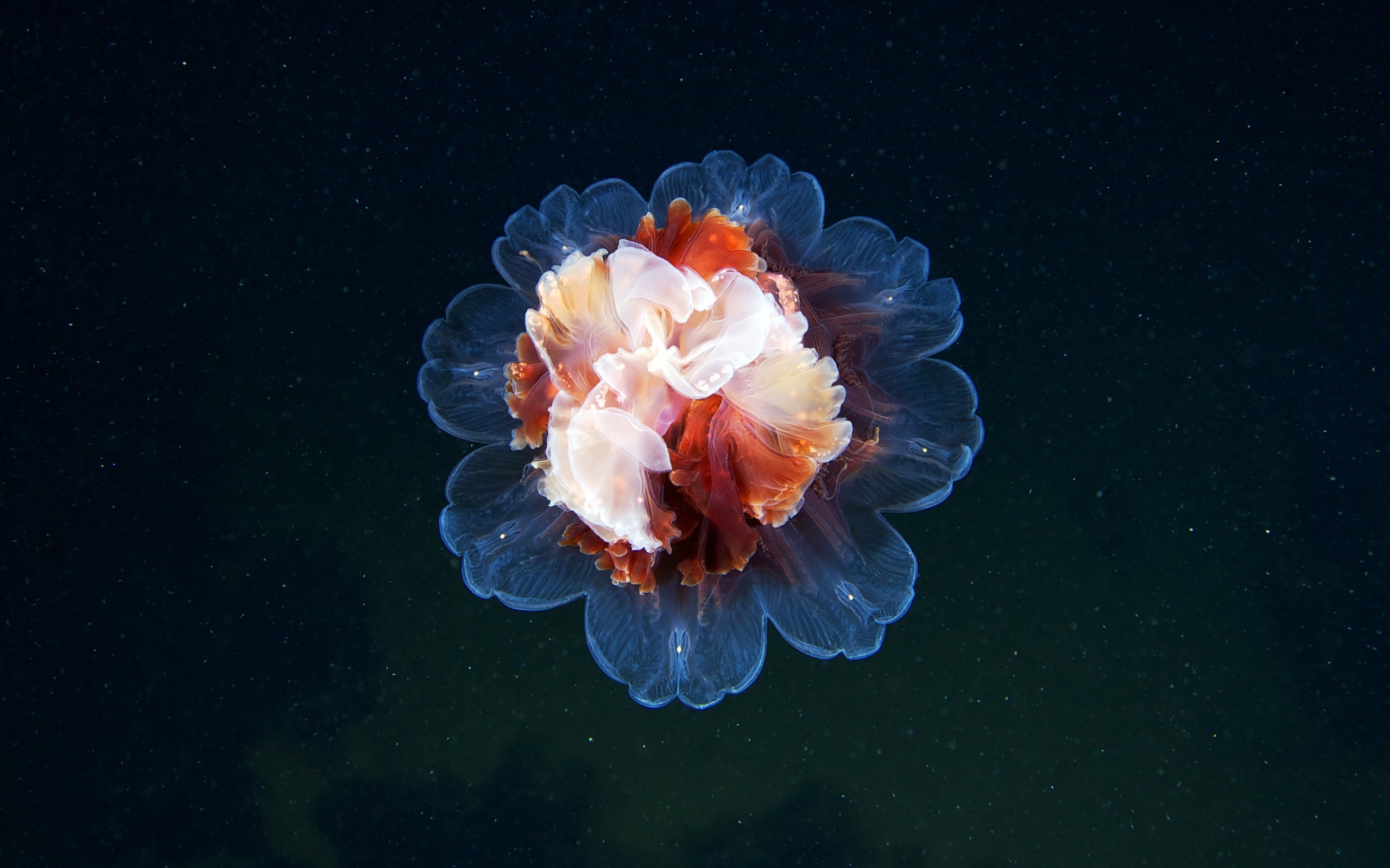 photography, Nature, Flowers, Jellyfish Wallpaper