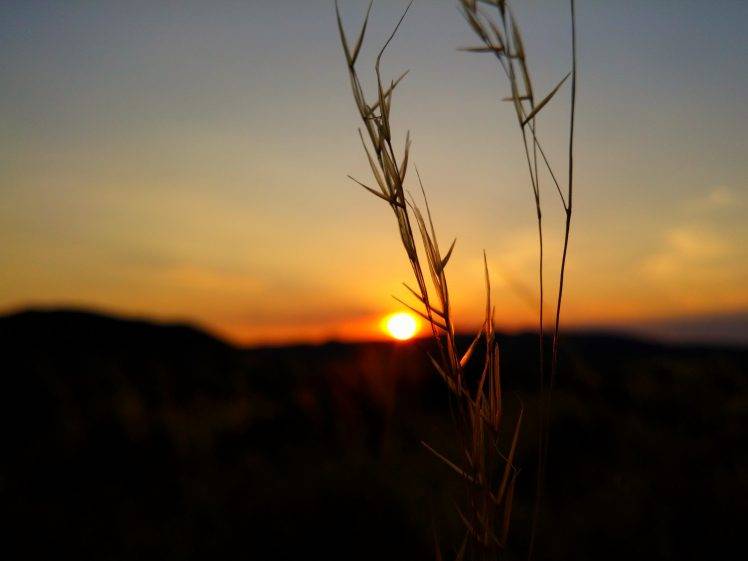 nature, Silhouette, Bokeh, Sunset HD Wallpaper Desktop Background