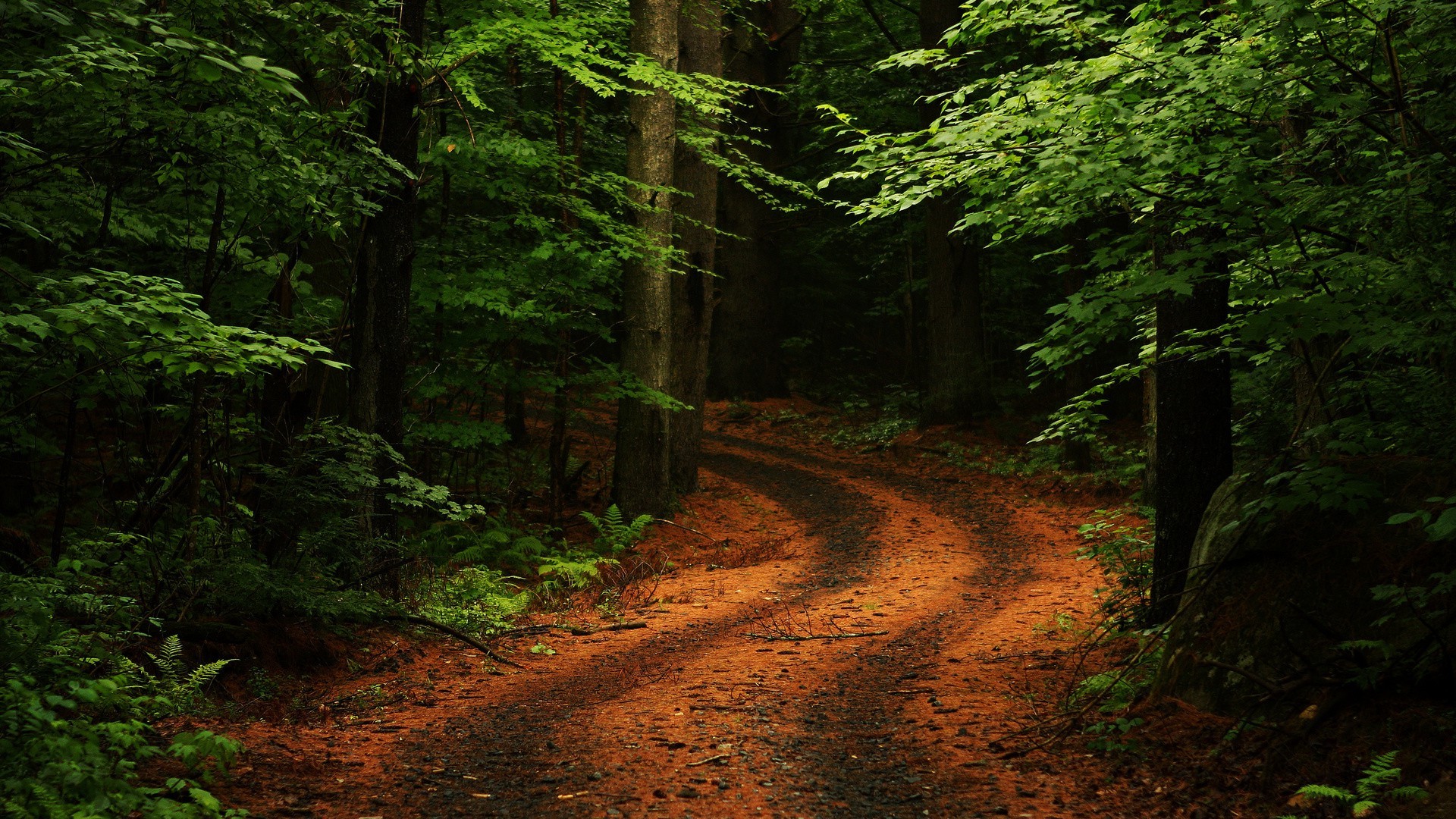 nature, Trees, Forest, Leaves, Branch, Path, Plants, Rock, Moss, Road, Ferns, Dirt Road Wallpaper