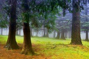 nature, Trees, Forest, Leaves, Branch, Mist, Moss, Field