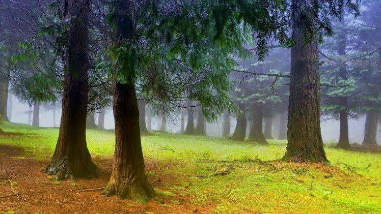 nature, Trees, Forest, Leaves, Branch, Mist, Moss, Field HD Wallpaper Desktop Background