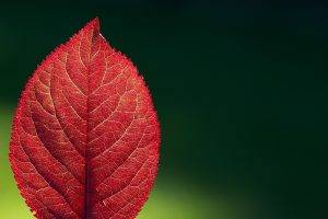 nature, Leaves, Macro, Red